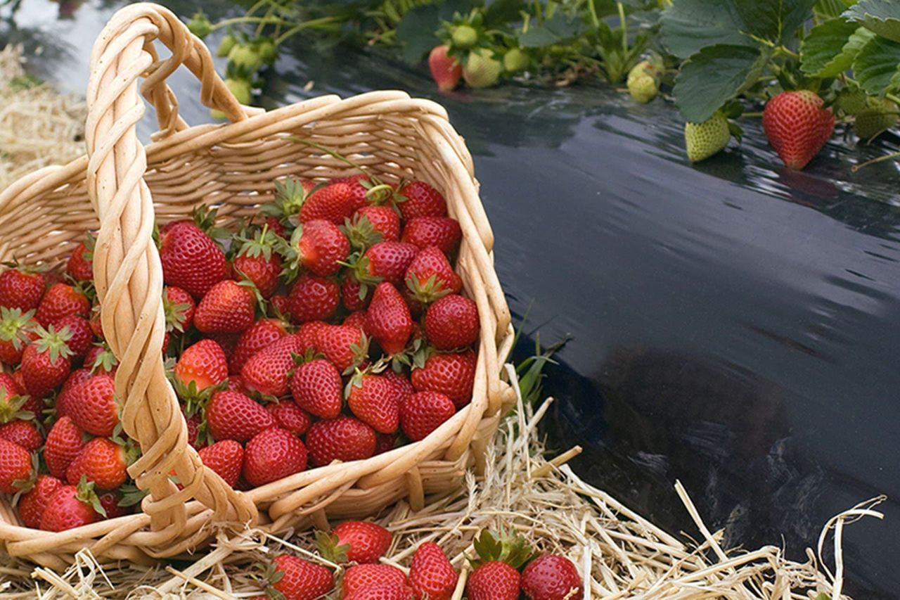 Чёрная плёнка для мульчирования (cl.1)30mcr H-1m L-400m