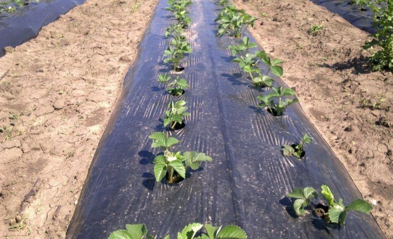 Чёрная плёнка для мульчирования (cl.1)30mcr H-1m L-400m