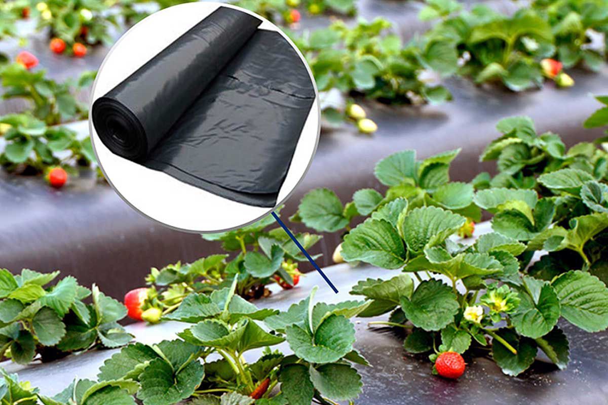 Чёрная плёнка для мульчирования (cl.1)30mcr H-1m L-400m